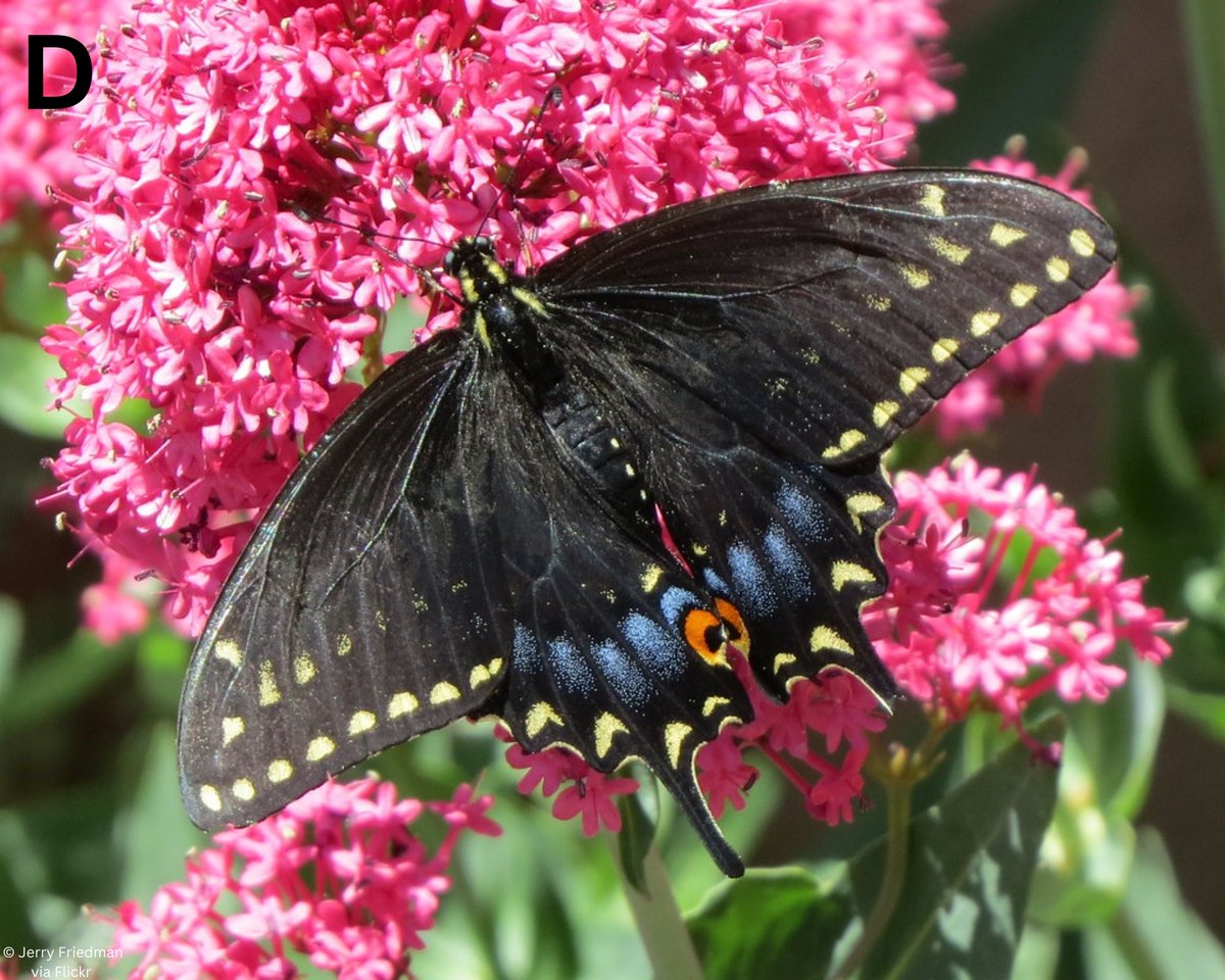 Iowa Monarchs tweet media