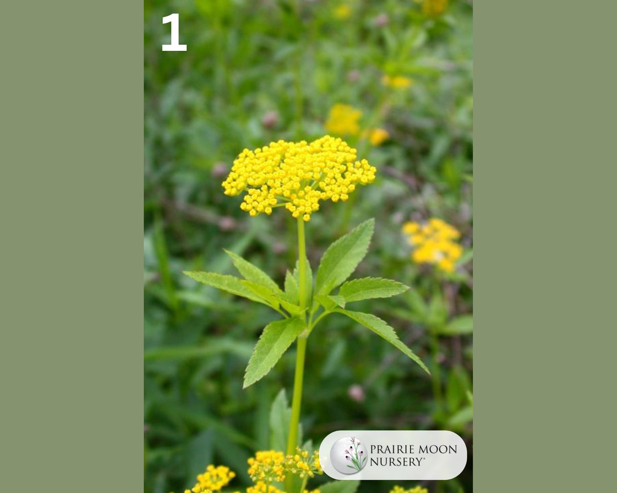 Iowa Monarchs tweet media