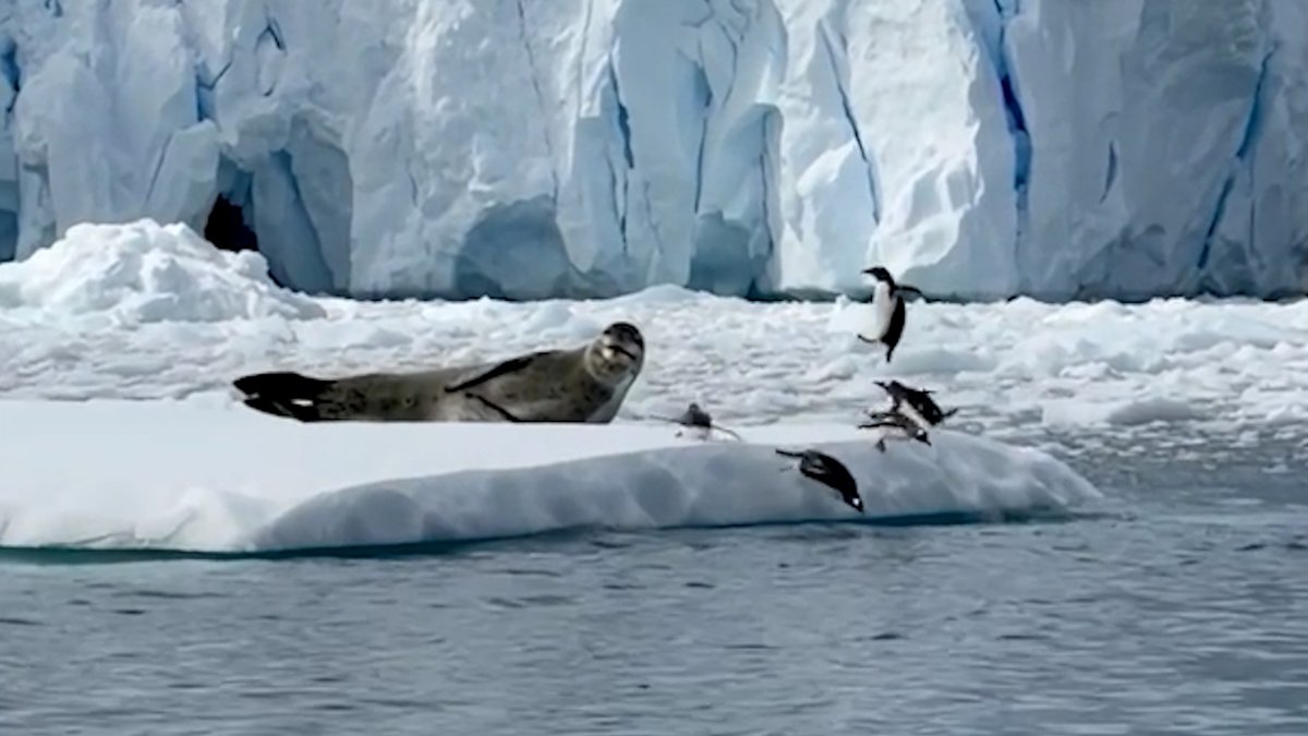 Some penguins in Antarctica thought they had found the perfect ice floe to play on. Watch as reality immediately sends them scrambling. 🐧 weather.com/nature/wild-an…