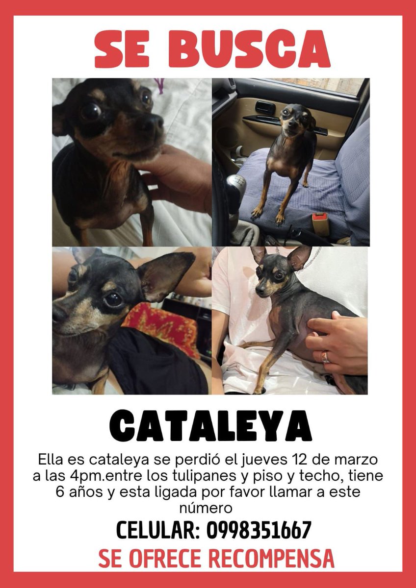 EmergenciasEc's tweet photo. #PerritoPerdido
Ayuden a compartir por favor, gracias https://t.co/Y4iykDqdEW