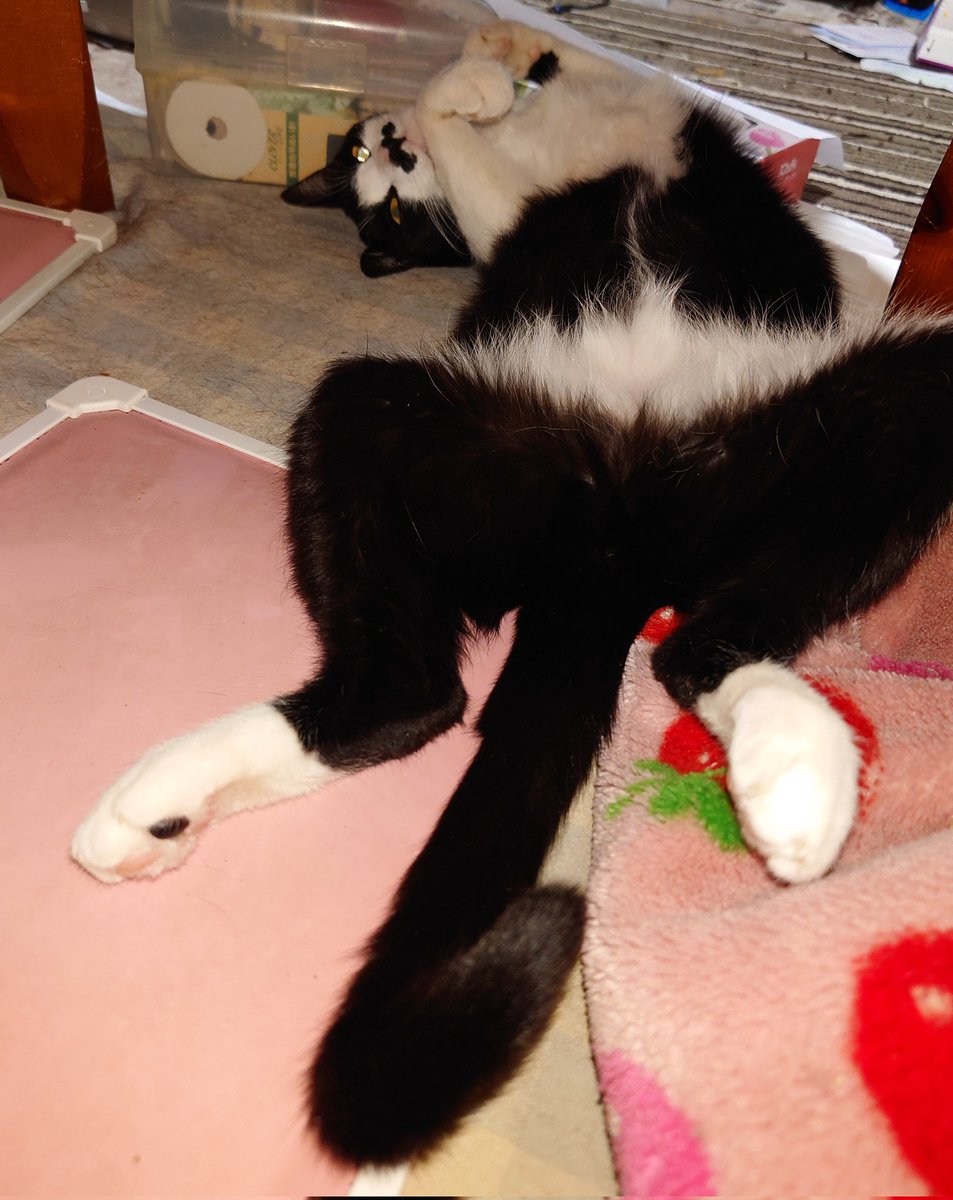 todaygenchan's tweet photo. ひーこちゃん💦
おんにゃの子なんだから…
もう少しおしとやかに寝れませんかね~~~🤣
#猫　#ねこ　#ネコ　#ハチワレ　#家猫 https://t.co/qbMkNOpJuJ