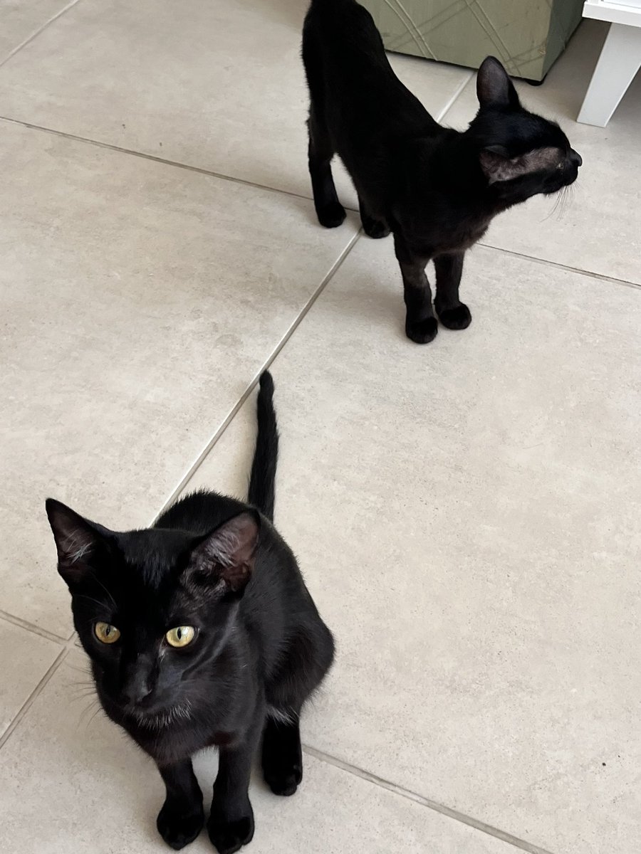 Mimi ✧ Bruxa & Taróloga tweet media
