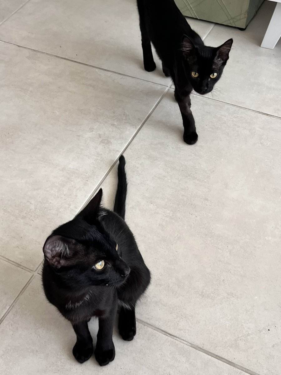 Mimi ✧ Bruxa & Taróloga tweet media