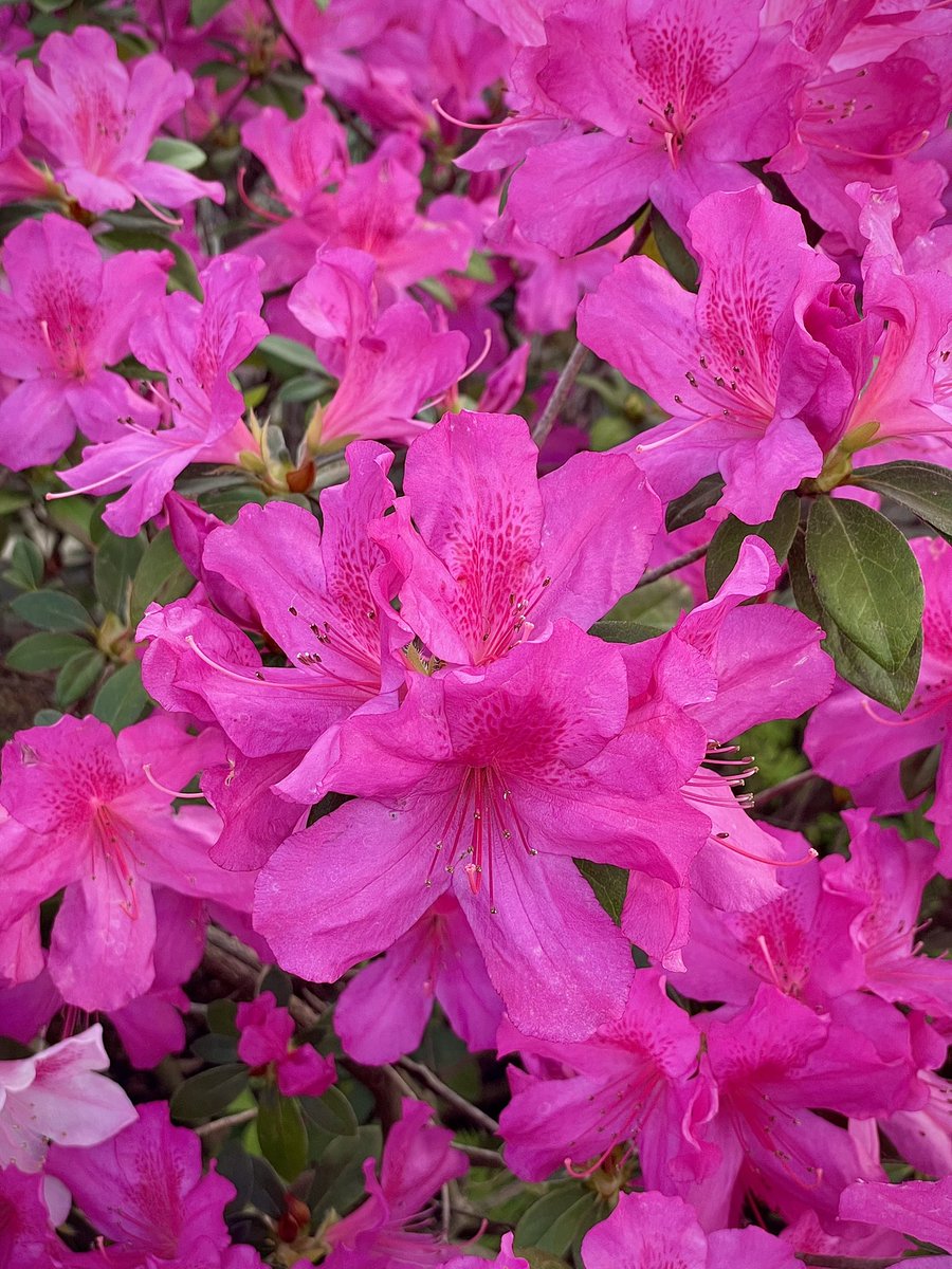 Our azaleas are really showing off right now!