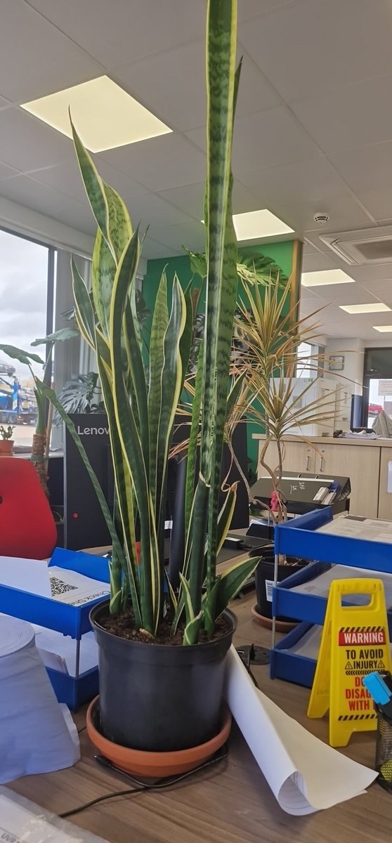 Sean Michael marson 🌴🐏🥀 tweet media