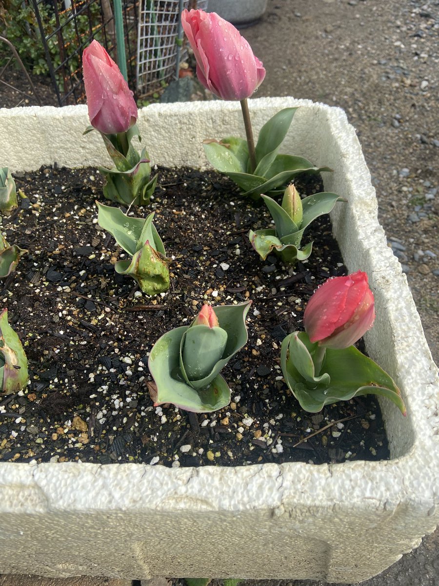 雨上がりのチューリップ🌷

可愛かった😊