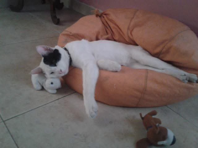 sometimes dibina tweet media