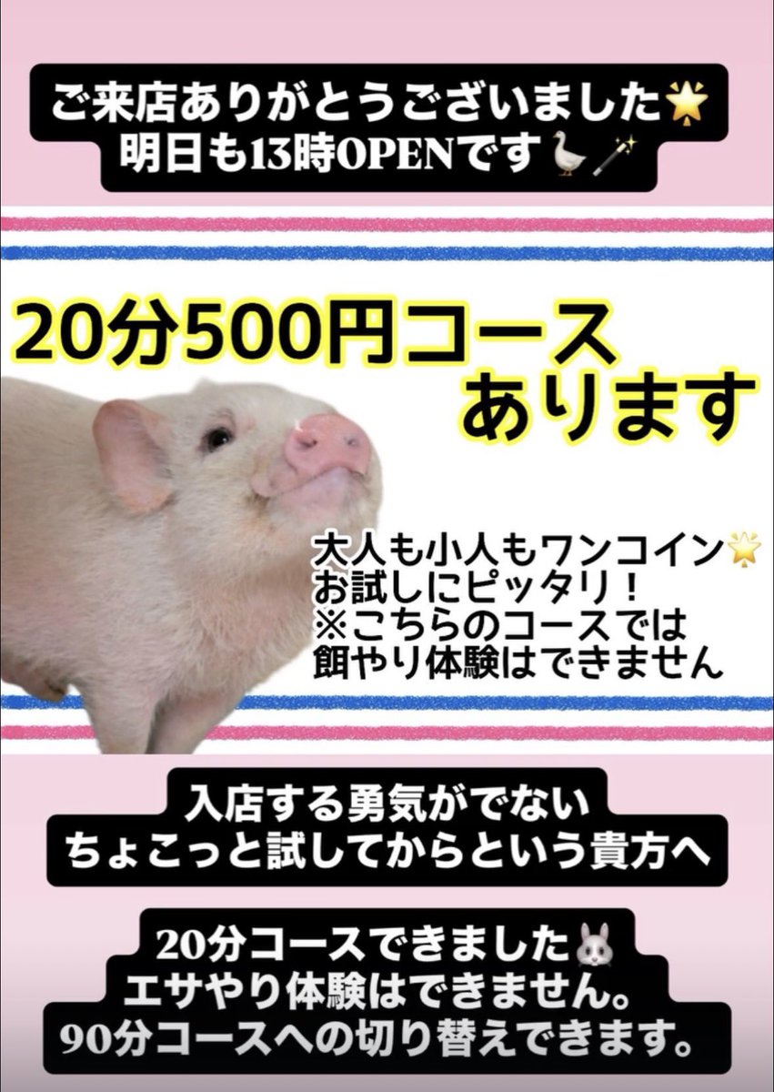 MaroneyFam's tweet photo. 入店する勇気がでない
ちょこっとお試ししたい
そんな貴方に！

20分コースできました🐷🌟
エサやり体験はできません。
90分コースへの途中切り替えできます🪿🪄

ご来店お待ちしております✨

 #コールダック #アヒル #アニマルカフェ #ふれあい #動物 https://t.co/KtnD9Efkeg