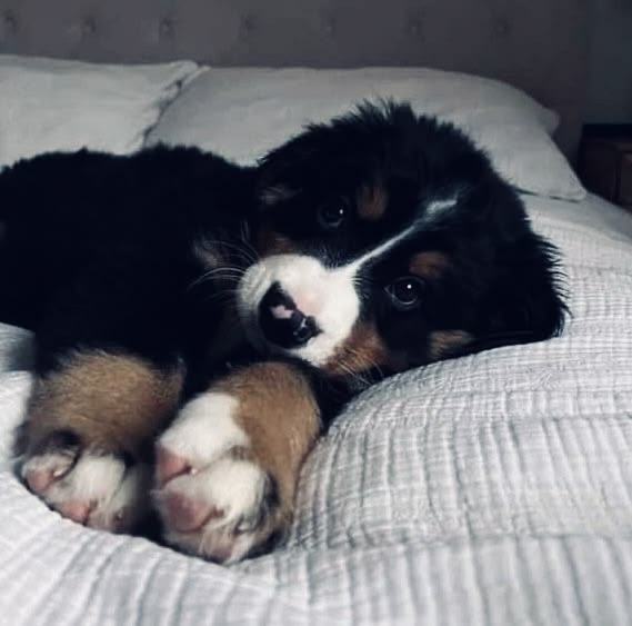 theDogLovers tweet media