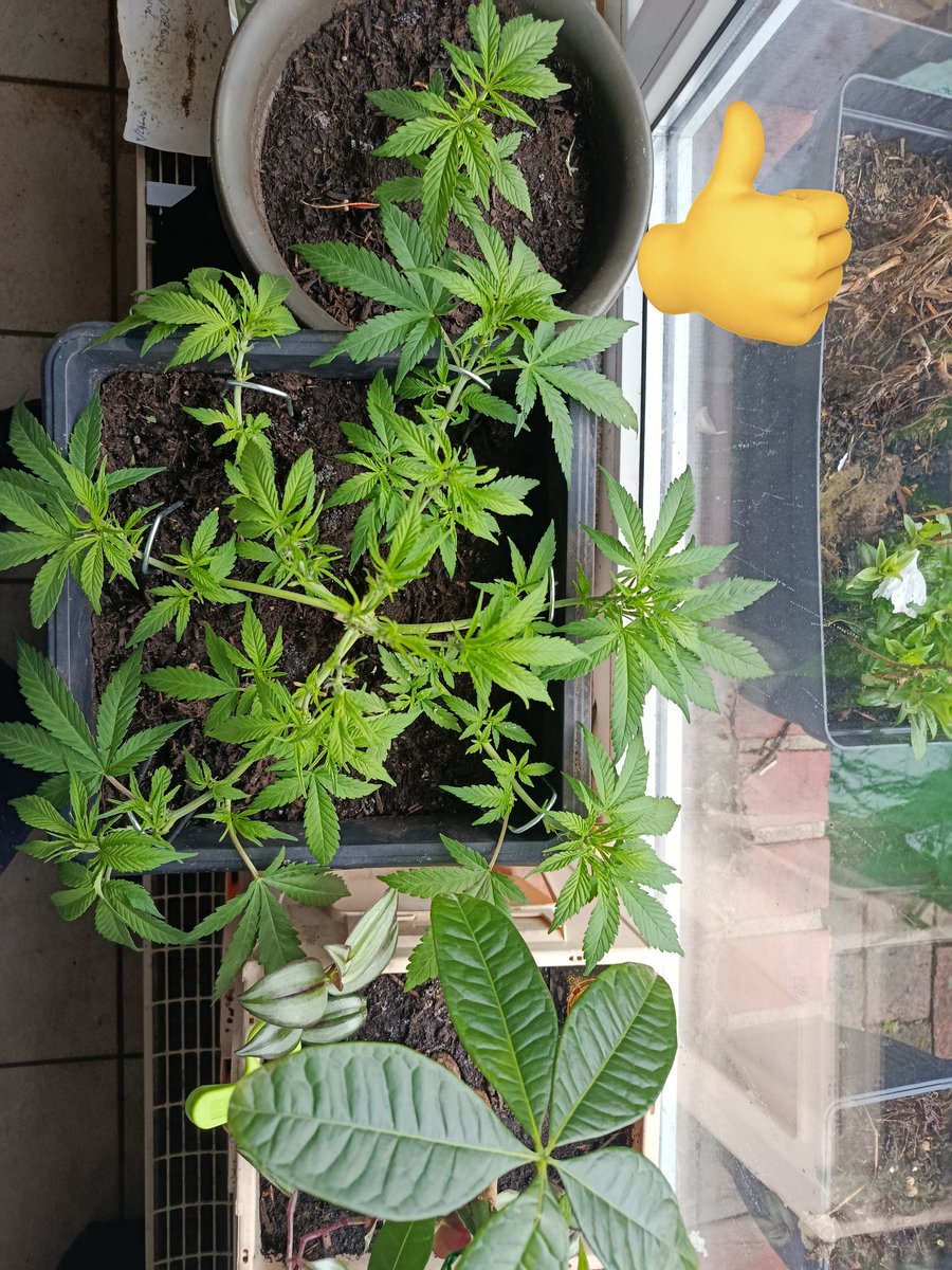 Update zum legendären darkberryBlackkushPheno; 
Getoppt, gestriegelt und beschnitten.
Vegiwoche ~ 4-6
Habe mit den Fingern am Stengel gerieben// Traubenaroma ist bereits am Start.
Den Innenbereich werde ich noch etwas auswachsen lassen, 6 Stecklinge/Cuts werden es safe.
DMwennwas