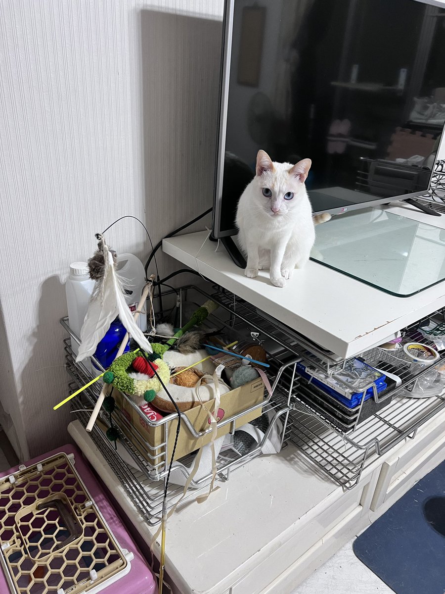 便當好好吃 tweet media