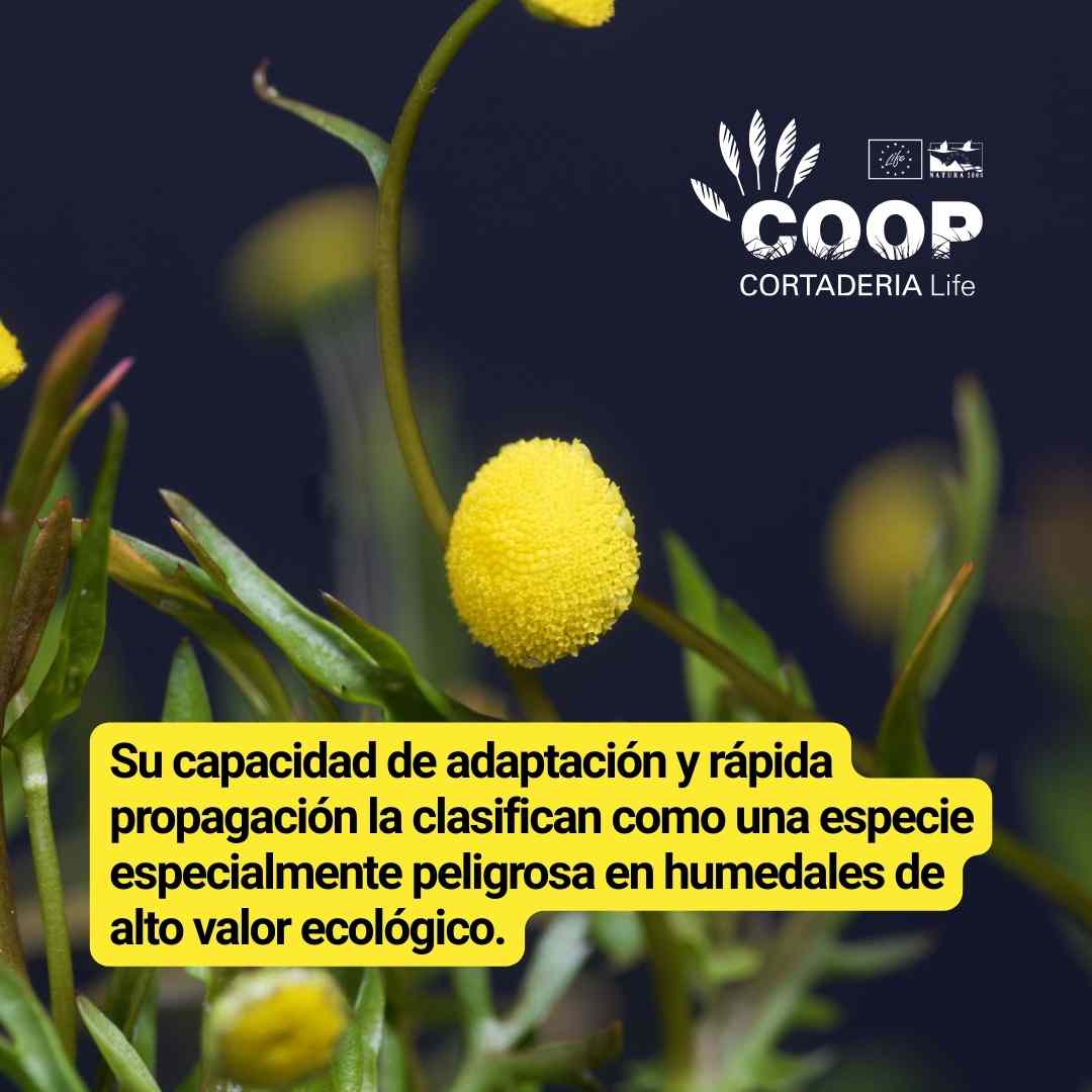 LIFE COOP Cortaderia tweet media