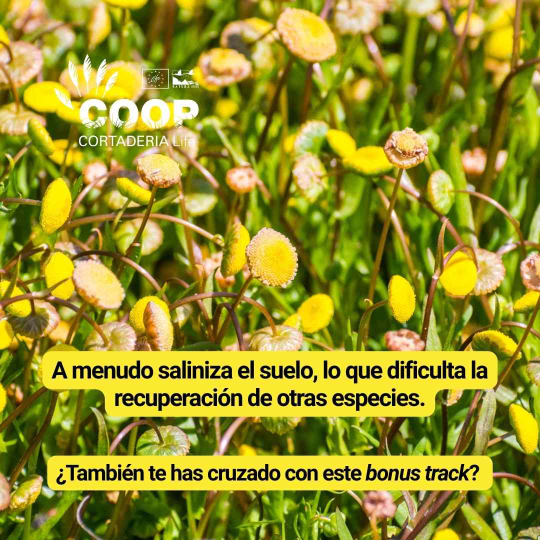 LIFE COOP Cortaderia tweet media