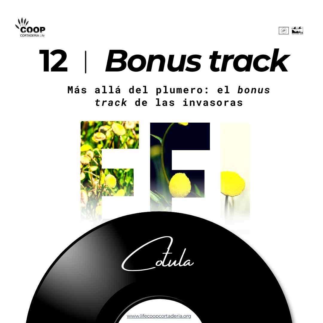 LIFE COOP Cortaderia tweet media