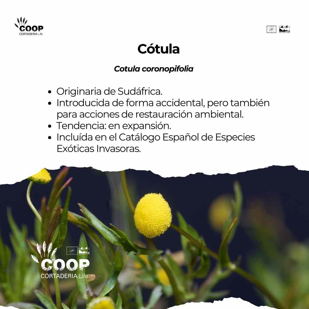 LIFE COOP Cortaderia tweet media