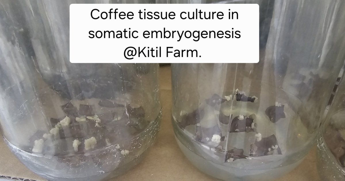 Kitil Farm tweet media