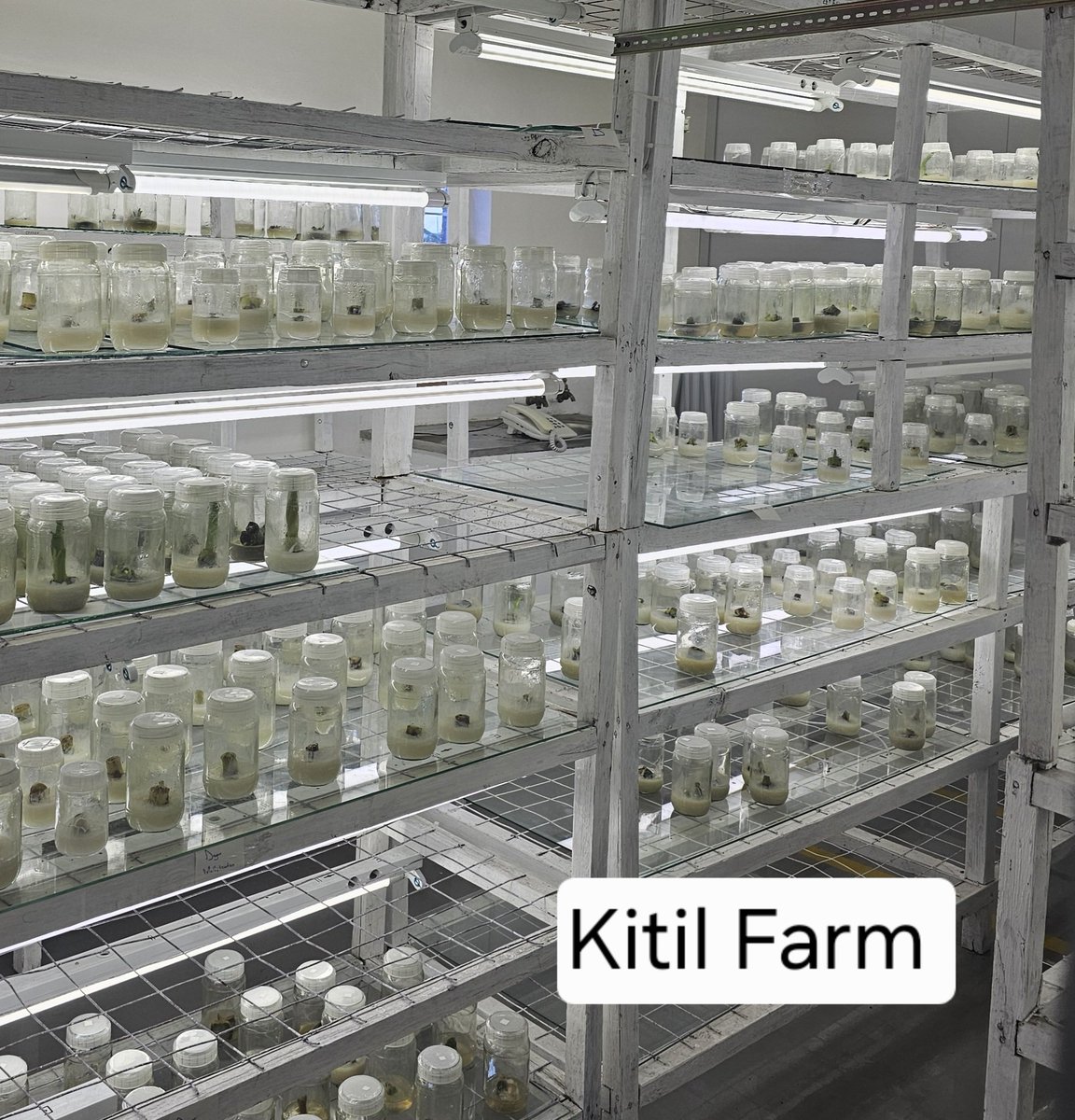 Kitil Farm tweet media