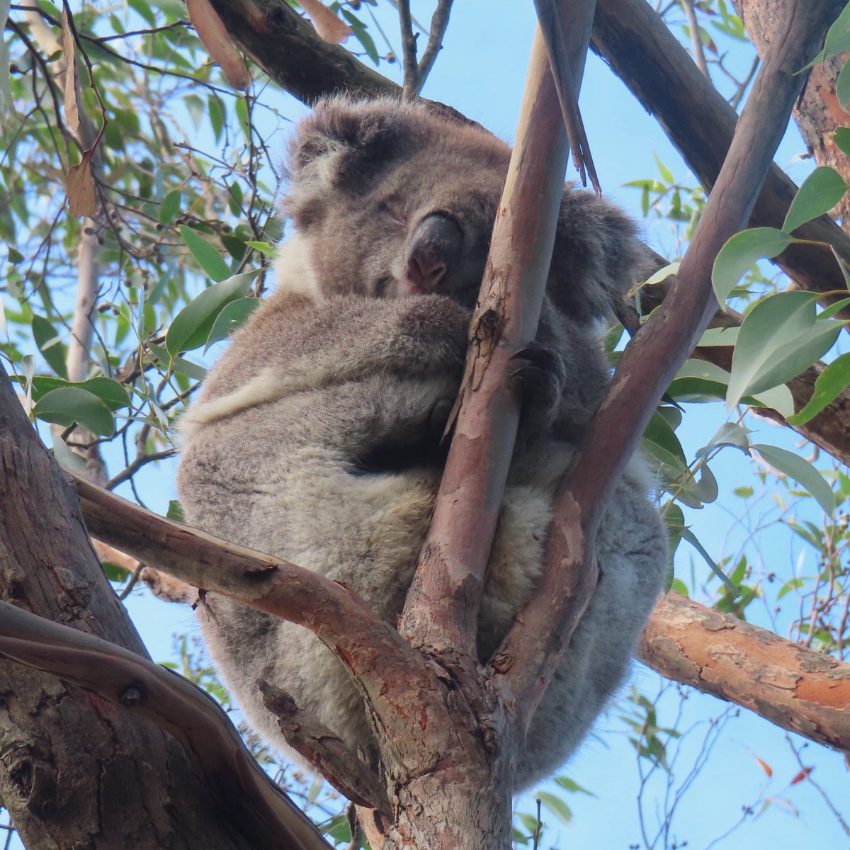 ParoDeeJay tweet media