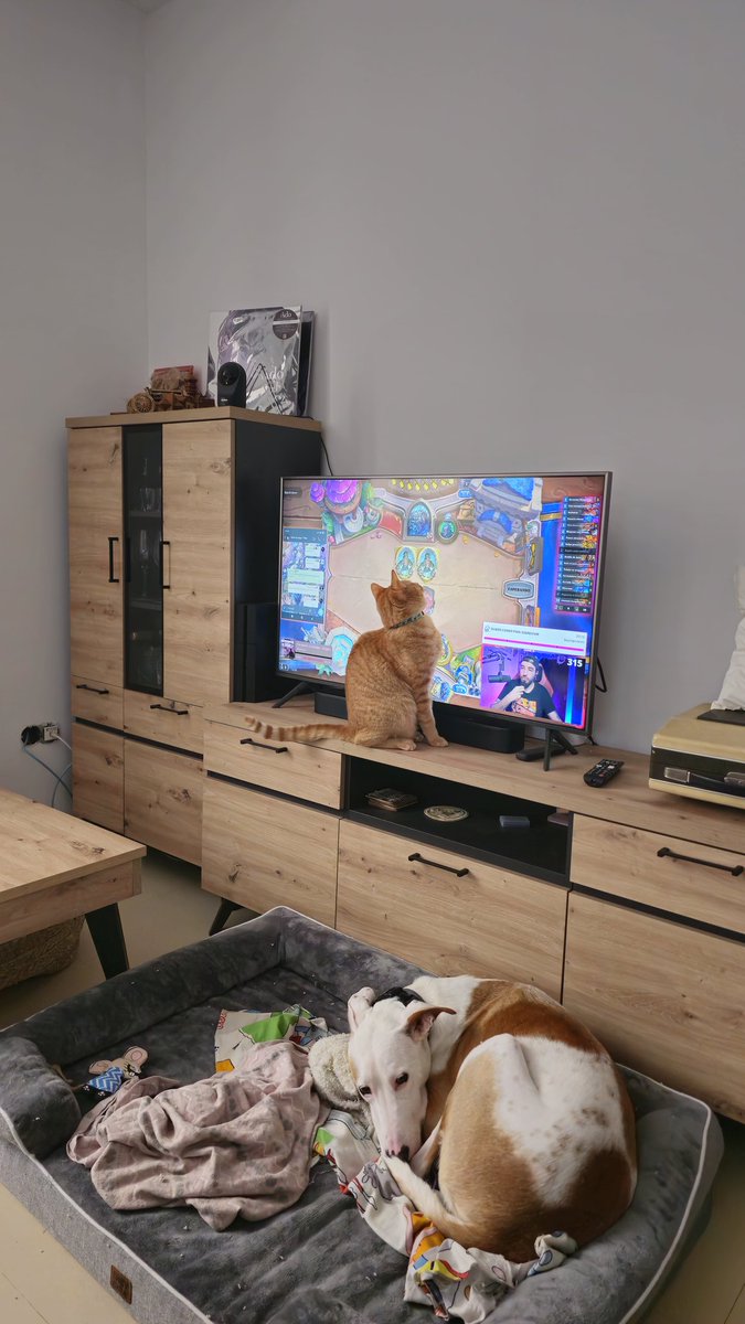 DaiGunzan's tweet photo. @xeno_wild_ Ten cuidado que mi gato te ve las cartas 😆 https://t.co/Olu01Ln5nS