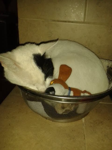 sometimes dibina tweet media