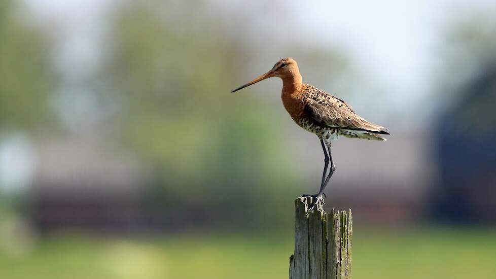 StalAkker's tweet image. Column @RobertEllenkamp: Natuurmonumenten en provincies verjagen grutto’s met honden
@ProvUtrecht @zuid_holland #natuurmonumenten #grutto #weidevogels
stal-en-akker.nl/artikel/147995…