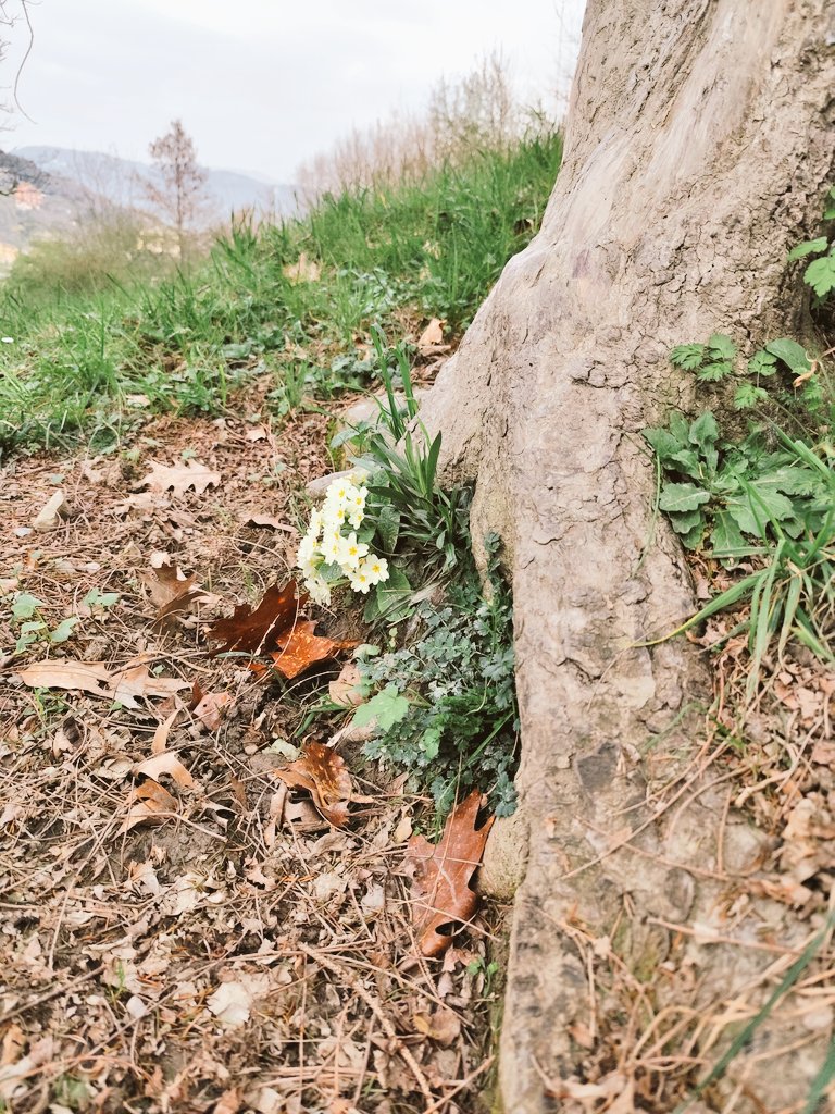 lunaelupo7's tweet image. 🌸 Con l’arrivo della primavera possiamo sentire stanchezza, cambiamenti emotivi o bisogno di ritrovare slancio.
I Fiori di Bach sono un sostegno naturale che lavora sugli stati emotivi.
Se vuoi, posso aiutarti a scegliere i fiori più adatti a te. 🌿
#naturopatia #bachflowers