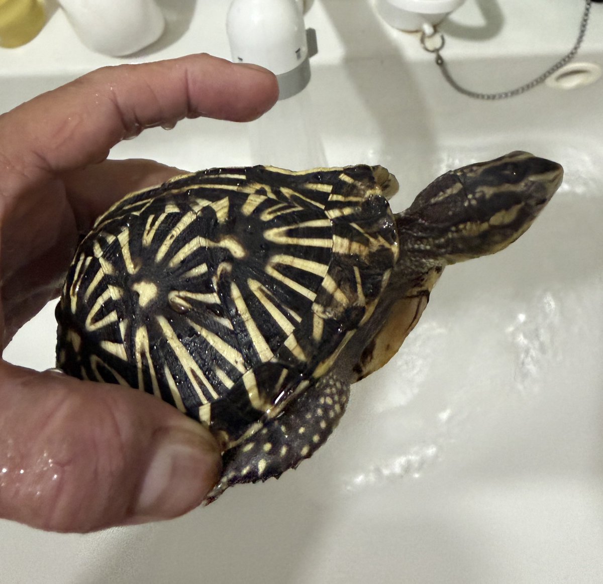 水飼いすると甲羅が荒れるので他の大きめと一緒にしたら食べなくなるの巻。
今日からミツユビチビ達と同居開始。
実は春からラジコンも爬虫類イベントにもしやすいし、給料も増える（忙しくなる）職場に異動。

#フロリダハコガメ