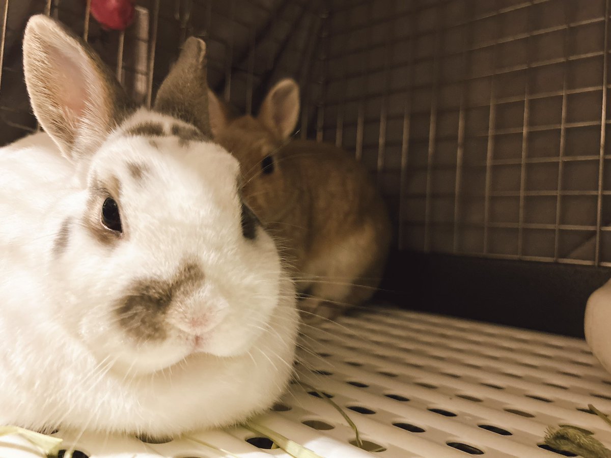 クッキー姉 tweet media