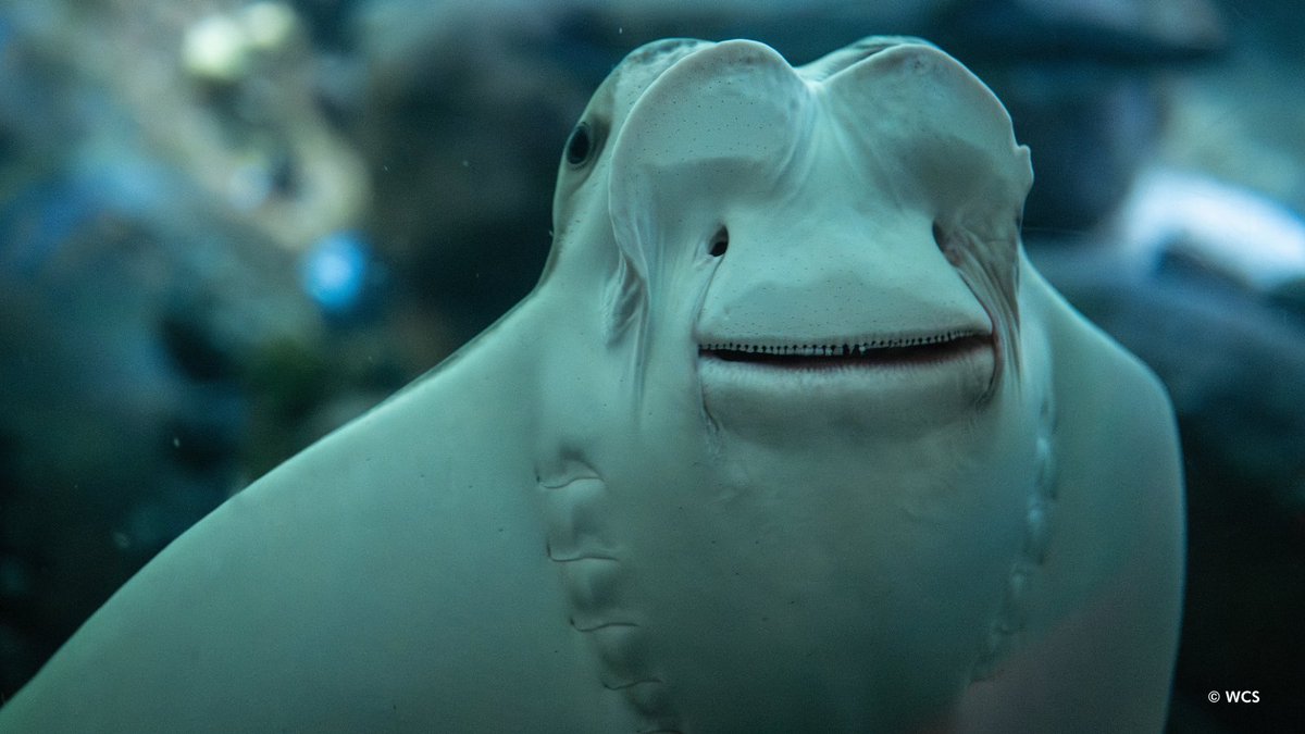 New York Aquarium tweet media