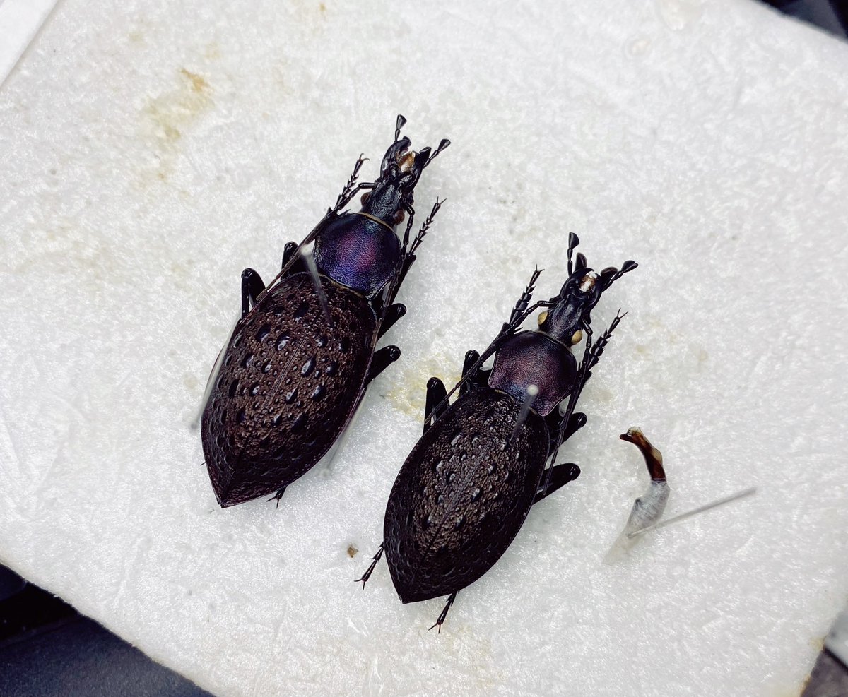 ManDuKinGs tweet media