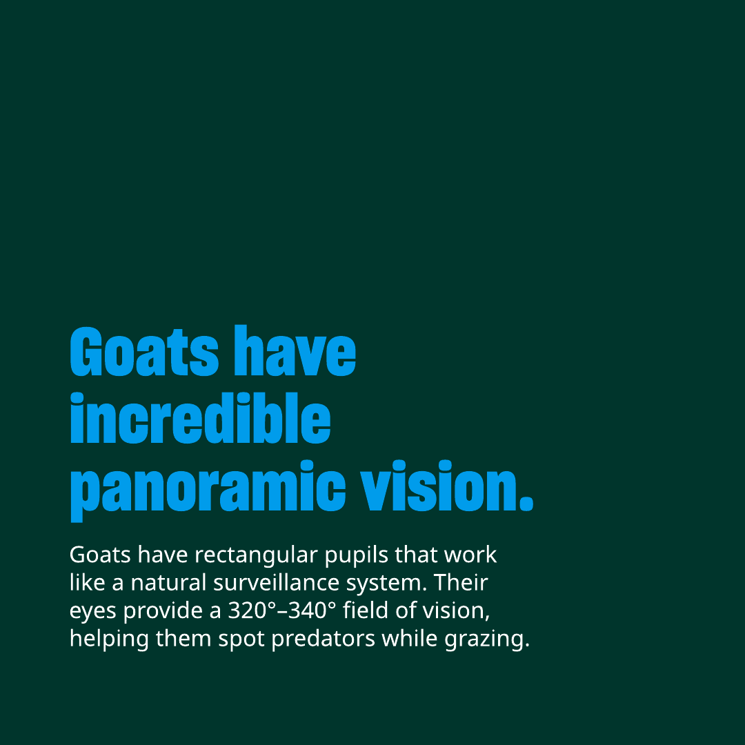 Humane World Farm Animals tweet media