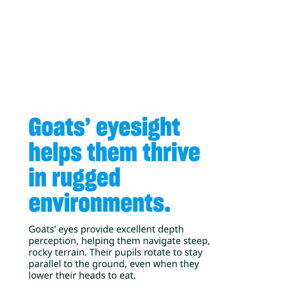 Humane World Farm Animals tweet media