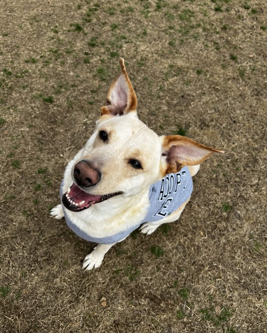 Memphis Humane Society tweet media