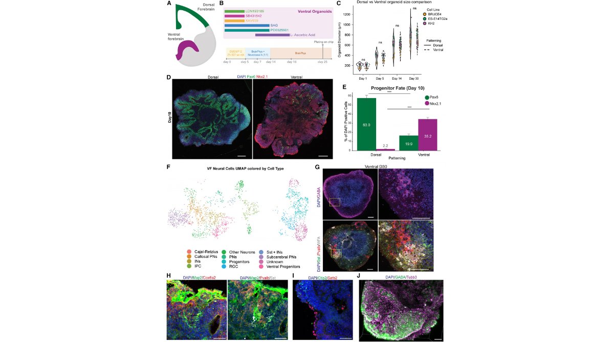 StemCellReports tweet media