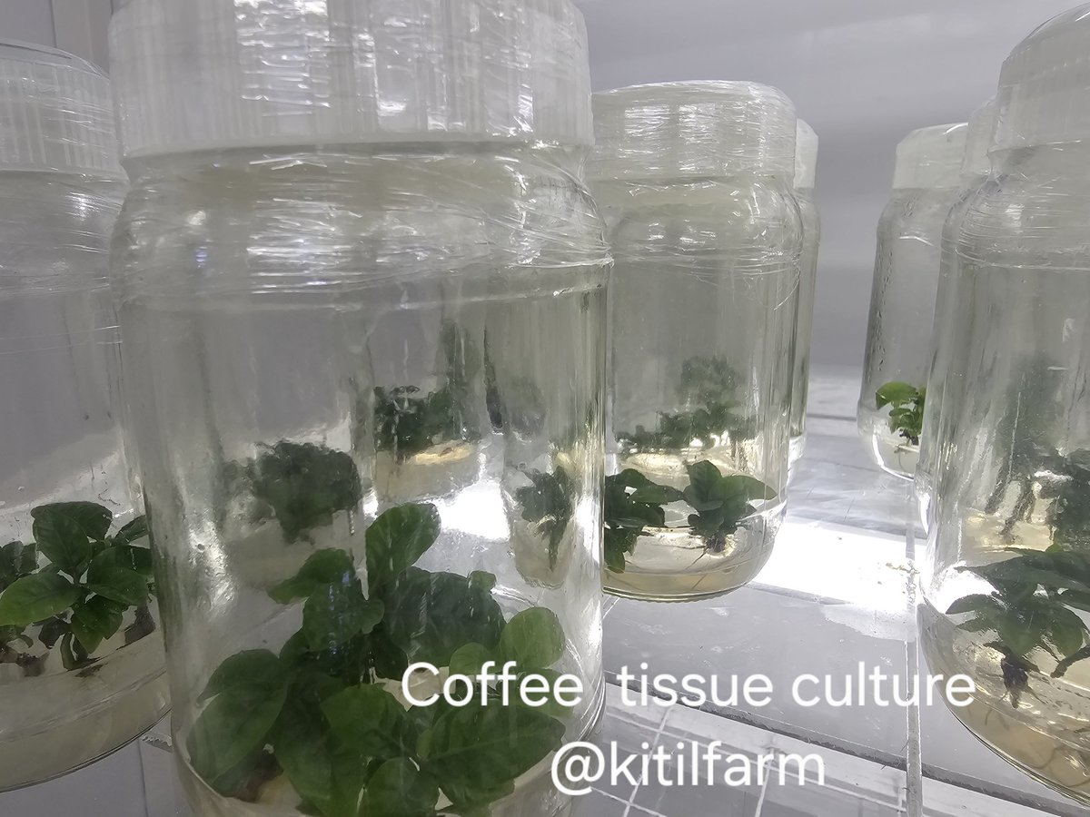 Kitil Farm tweet media