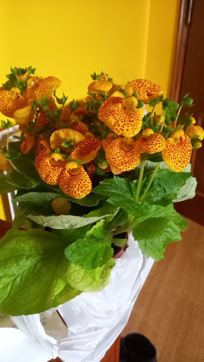 Escolhidas pelo Gui para oferecer à mana. Só porque sim... 🥰
