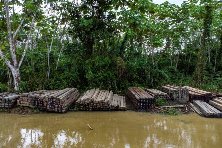 🌿 Explore the inspiring journey of Mongabay Indonesia as it blossomed into a trusted environmental voice! 🌏🔊 Interview with Ridzki Sigit sheds light on their impactful work for a sustainable future. #EnvironmentalActivism #SustainableLiving #GreenLeadership 🌱🗣️