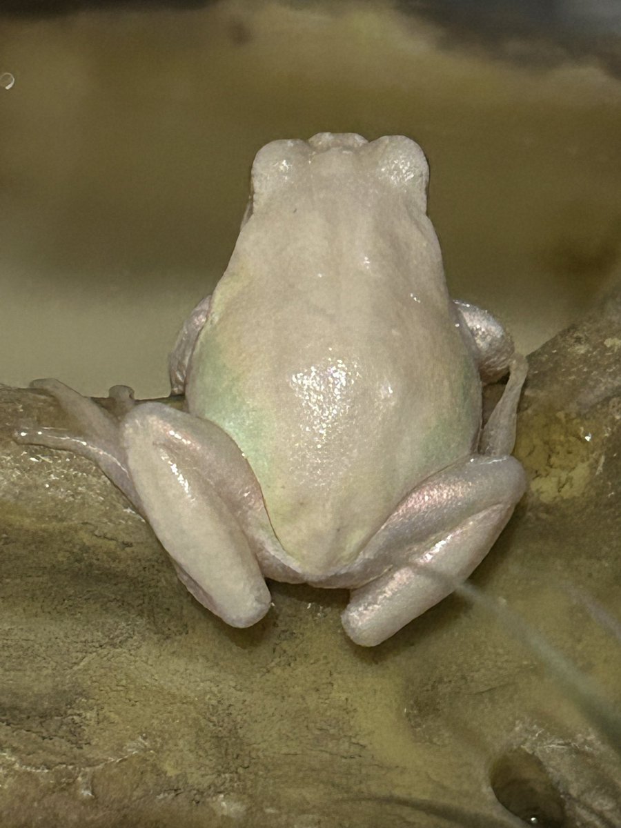 チャコ🐟🐸 tweet media