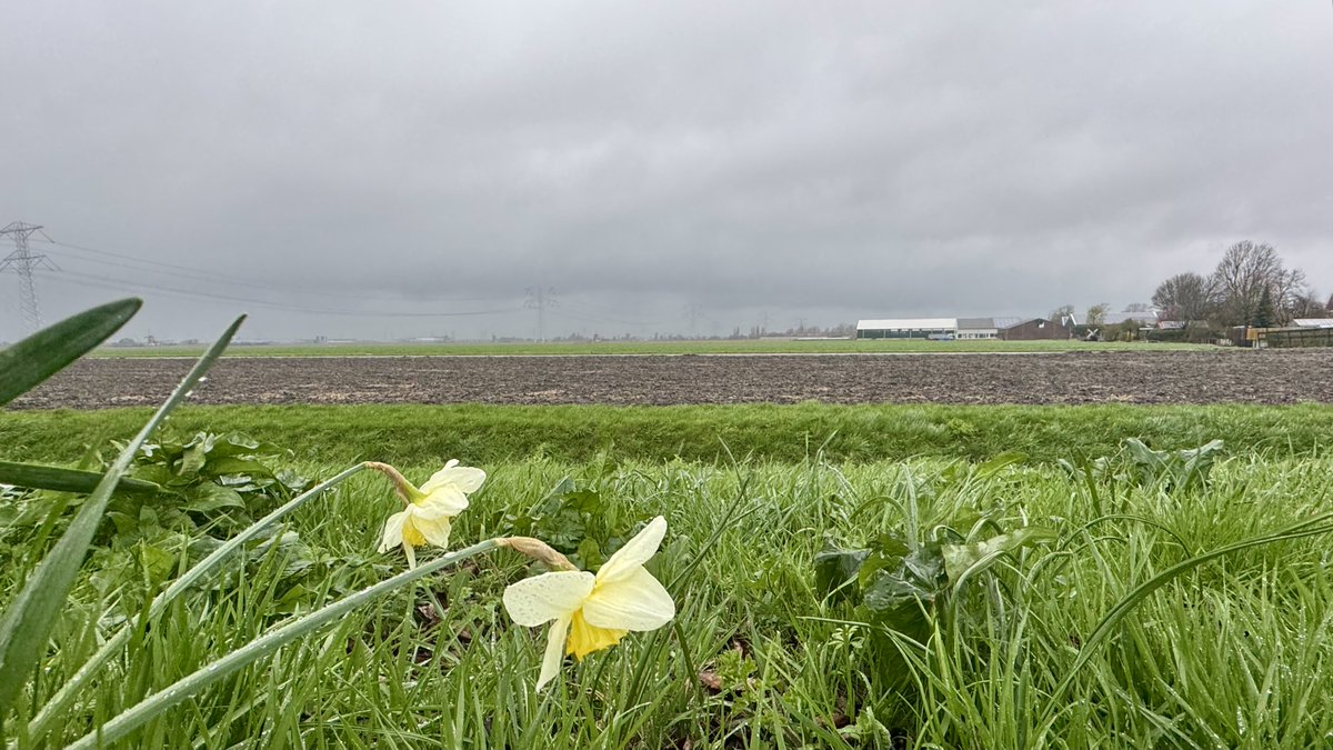 Weerverteller.nl tweet media