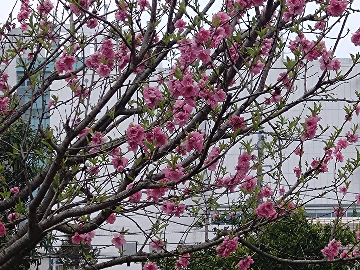 林田慎吾 tweet media