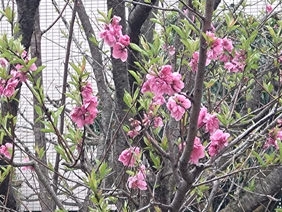 林田慎吾 tweet media