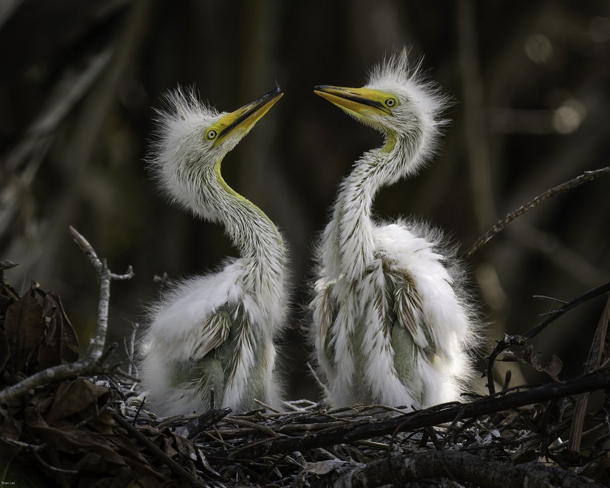 Brian ☀️🌏🌘 tweet media