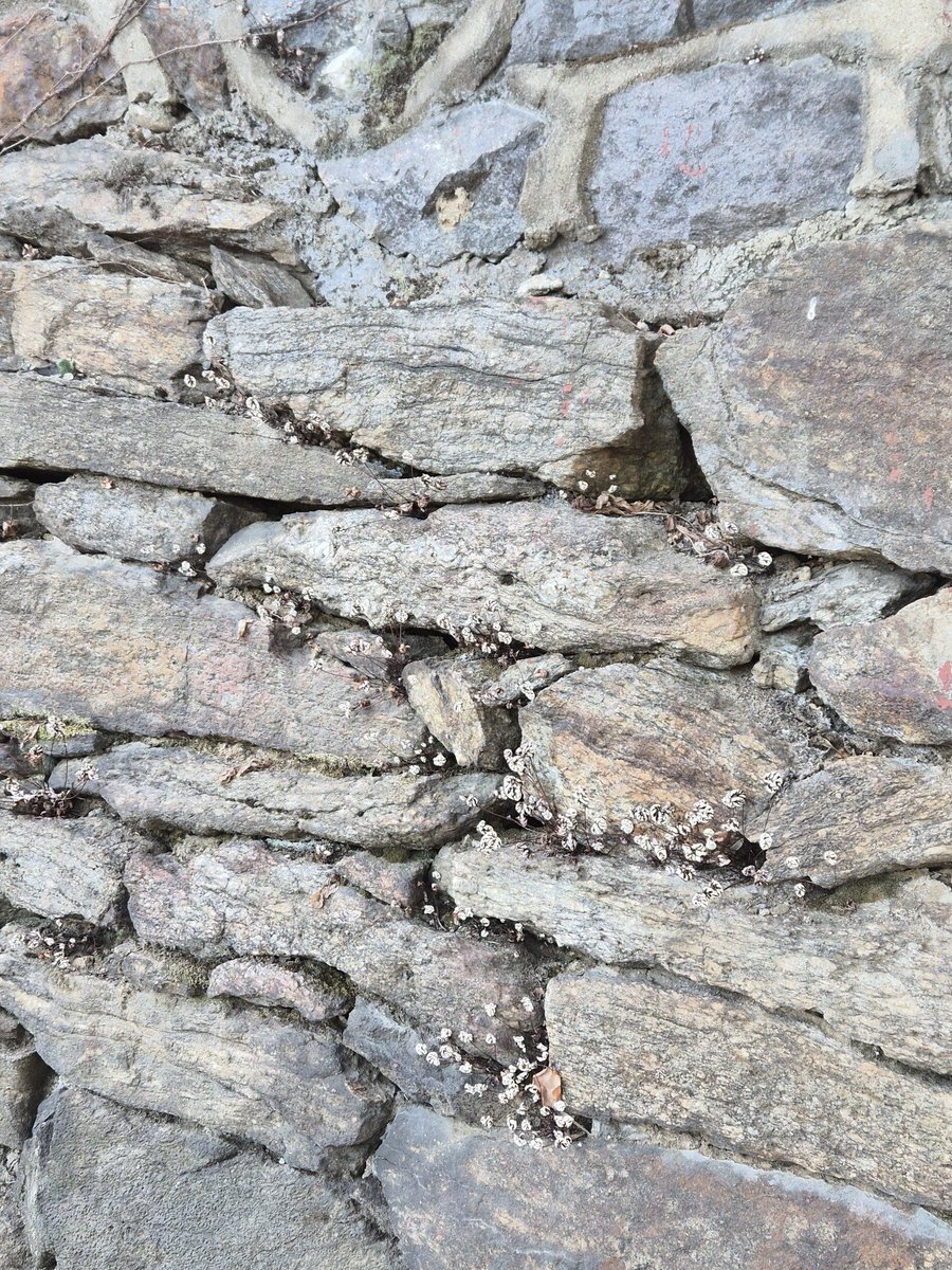 auenness tweet media