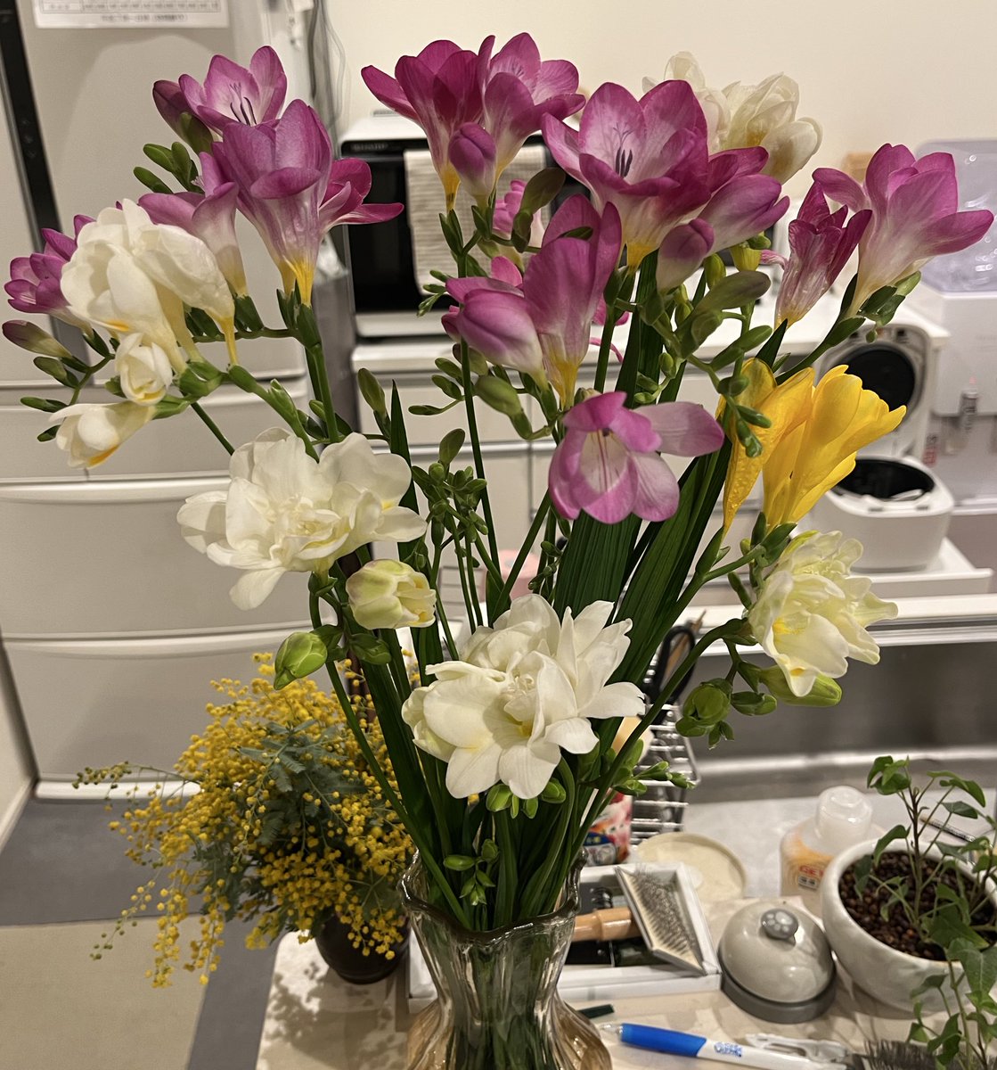 secret_agent86's tweet photo. ご縁もありましてフリージア生産のお手伝いしていて、綺麗に咲くのにお客さんに出せない #エアリーフローラ 頂きました。

やっぱりシルクプレミアムが1番華やか🌸

ミモザもいい感じでドライになりつつあるがこの時点でクリアーのスプレーとかかけた方が良いのかな🤔

掃除してたらリース作れそう🤣 https://t.co/IvdHG6rDbo