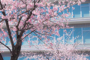 yu08034's tweet photo. 名古屋を春色に染める、オオカンザクラ��満開でした🌸 https://t.co/n4ai52muec