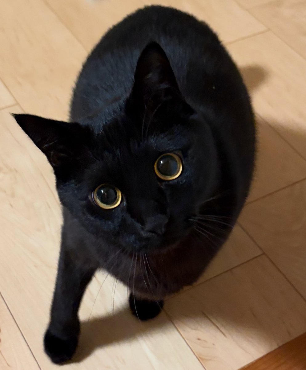 どこ行くの？

#黒猫