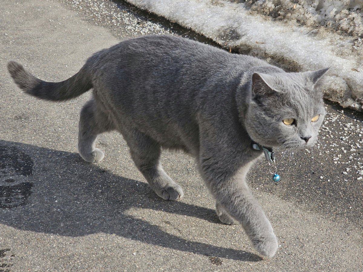 ляльки годжьо tweet media