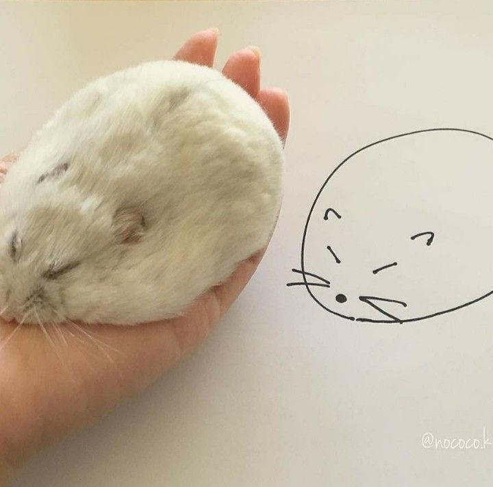 TweetsOfHamster's tweet photo. https://t.co/W7qBJAXB2Q