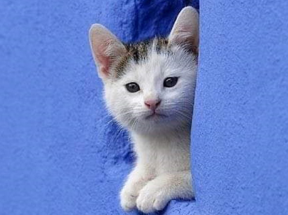 Tom de Belfore tweet media