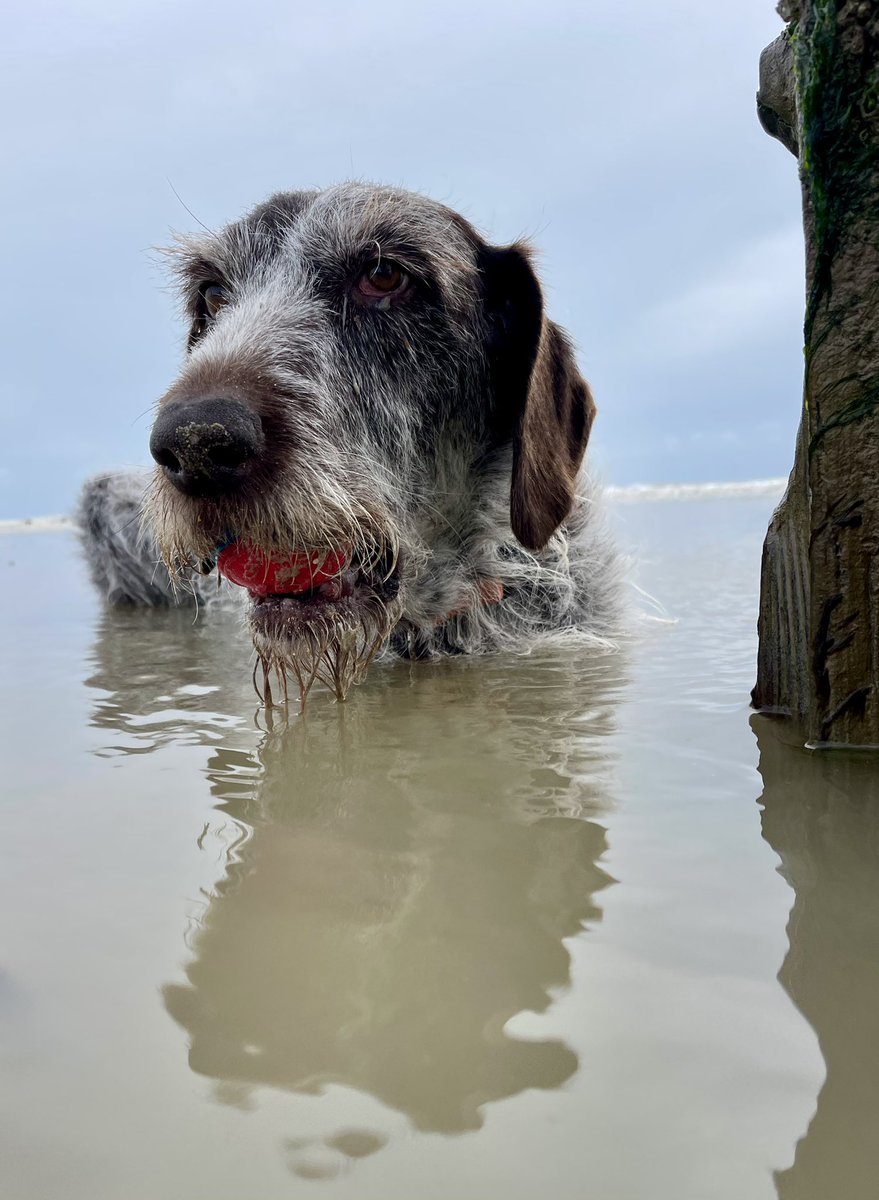 Boo #SaltySeaDog tweet media